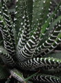 Haworthia fasciata,Zebra plant,هااورت سیا,آلوئه آتنواتا,هاورتیا,آلوئه گورخری